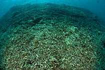 Dynamited coral reef not recovering after many years of damage, Sipadan, Sabah, Malaysia, June 2009.