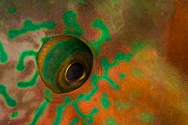 Detail of eye of Parrotfish (Scarus rivulatus) Komodo NP, Indonesia