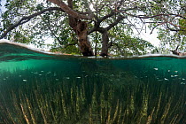 Split level view of roots of Black mangrove tree (Avicennia germinans) Indonesia.