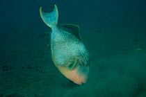 Yellowmargin triggerfish (Pseudobalistes flavimarginatus) hunting for prey on seabed, Bali, Indonesia.