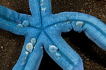 Blue sea star (Linckia laevigata) with commensal shells attached to skin, Bali, Indonesia.