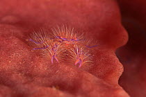 Pink / hairy squat lobster (Lauriea siagiani) camouflaged on pink sponge, Bali, Indonesia.