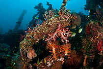 Liberty Wreck fully encrusted with corals, sponges and other marine life, Tulamben, Bali, Indonesia.