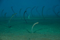 Dusky garden eels (Heteroconger enigmaticus) feeding on sandy seabed, Indonesia.