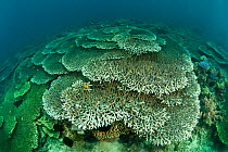Vast area of plate corals (Acropora sp) in the reef, Sulawesi, Indonesia.