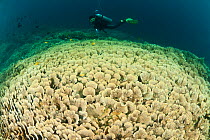 Vast fields of Vase / tiered corals (Echinopora sp) with diver, Sulawesi, Indonesia.