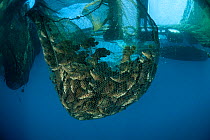 Nets of farmed Barramundi cod (Chromileptes altivelis) Sulawesi, Indonesia.