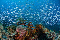 Large school of Silversides (Atherinomorus lacunosa) around the reef, Moluccas Islands, Indonesia.