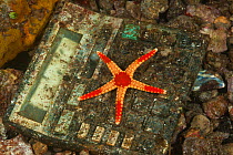 Necklace sea star (Fromia monilis) resting on discarded adding machine, pollution of coastal waters, Moluccas Islands, Indonesia