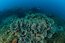 Lettuce corals on coral reef, Moluccas Islands, Indonesia.