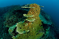 Fallen Acropora coral branching out and starting to grow horizontally again. Moluccas Islands, Indonesia.