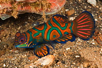Mandarinfish (Synchiropus splendidus) Moluccas Islands, Indonesia.