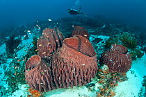 Barrel sponges (Xestospongia testudinaria) on coral reef with diver, Moluccas Islands, Indonesia.