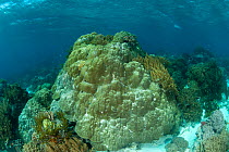 Hard / stone coral (Porites sp) Moluccas Islands, Indonesia.