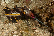 Pfeffer's Flamboyant Cuttlefish (Metasepia pfefferi) hunting on coral reef, Batangas, Philippines.
