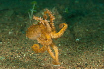 Poison ocellate octopus (Amphioctopus mototi) walking over seabed on its tentacles, Batangas, Philippines.