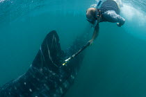Research scientist tagging Whale shark (Rhincodon typus) as part of study, Donsol, Philippines, April 2010