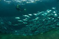 Snorkeler swimming amongst 45,000 Bangus / Milkfish (Chanos chanos) growing in sea cage, sea cages grow bangus slower than in ponds but the taste is superior, Sarangani, Philippines, April 2010.