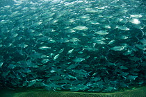 45,000 Bangus / Milkfish (Chanos chanos) growing in sea cage, sea cages grow bangus slower than in ponds but the taste is superior, Sarangani, Philippines, April 2010.