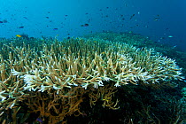 Bleaching corals and fish shoals, Papua New Guinea.