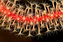 Detail of a Gorgonian fan coral, Papua New Guinea.