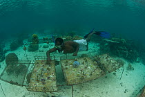 Regon Warren, WorldFish Center's principal technical aid checking on brood stock coral fragments, Solomon Islands, July 2010.