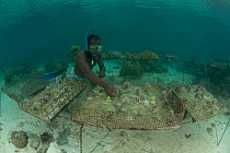 Regon Warren, WorldFish Center's principal technical aid checking on brood stock coral fragments, Solomon Islands, July 2010.