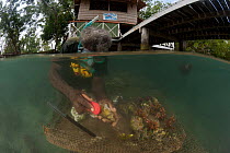 Erik Koti cleans his farmed Giant clams (Tridacna maxima) and (Tridacna derasa) Solomon Islands, July 2010.