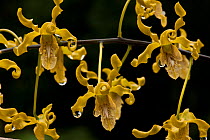 Orchids of the Kolombangara rainforest, Solomon Islands.