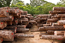 Harvested logs from Kolombangara Forest Products Limited, a certified Forest Stewardship Council timber plantation, Solomon Islands, July 2010.