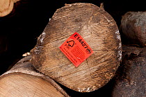 Harvested logs from Kolombangara Forest Products Limited, a certified Forest Stewardship Council timber plantation, Solomon Islands, July 2010.