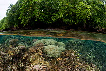 Split level view of coral reef and rainforest on Tetepare island, the largest uninhabited island in the South Pacific, Solomon Islands, July 2010.
