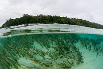 Split level view of seagrass beds and Tetepare island, the largest uninhabited island in the South Pacific, Solomon Islands, July 2010, Seagrass beds of Tetepare Island attracts dugong who feed here r...