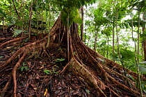 Rainforest tree in rainforest, Tetepare Island, the largest uninhabitated island in the South pacific, July 2010.