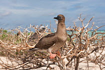 Red-footed booby (Sula sula) perched, Bird Islet, Tubbataha Reefs, Sula Sula sea, Philippines, April 2009.
