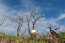 Red-footed booby (Sula sula) adult beside nest with chick, Bird Islet, Tubbataha Reefs, Sula Sula sea, Philippines, April 2009.