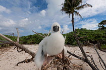 Red-footed booby (Sula sula) chick, Bird Islet,  Tubbataha Reefs, Sula Sula Sea, Philippines.