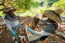 Bee farm as livelihood support project to local fishermen and farmers by Jewelmer NGO "Save Palawan Seas", Palawan, Philippines, May 2009.