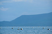 Jewelmer Pearlfarm, floats holding oyster cages in open water, Palawan, Philippines, May 2009