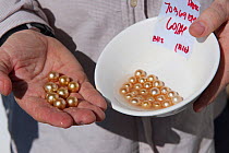 Newly harvested cultured Golden South Sea pearls of Oyster (Pinctada maxima) displayed by  Jewelmer Pearlfarm owner, Jacques Brannelec, Palawan, Philippines, May 2009