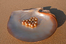 Newly harvested cultured Golden South Sea pearls of Oyster (Pinctada maxima) displayed in oyster shell, Palawan, Philippines, May 2009
