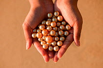 Newly harvested cultured Golden South Sea pearls of Oyster (Pinctada maxima) displayed in hand, Palawan, Philippines, May 2009