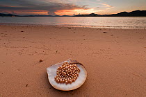Newly harvested cultured Golden South Sea pearls of Oyster (Pinctada maxima) displayed in oyster shell on beach, Palawan, Philippines, May 2009