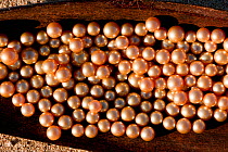 Newly harvested cultured Golden South Sea pearls of Oyster (Pinctada maxima) displayed, Palawan, Philippines, May 2009