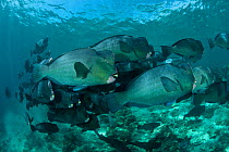 Shoal of schooling Bumphead parrotfish (Bolbometopon muricatum) Sipadan Island, Malaysia.