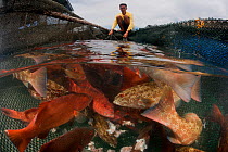 Caretaker transfers live fish in fish pens of Groupers / Coral trout, Live Reef Fish Trade, Tampakan, Kudat Bay, Sabah, Borneo, Malaysia, June 2009.