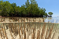 Roots of Black mangrove tree (Avicennia germinans) Komodo NP, Indonesia, August 2009.