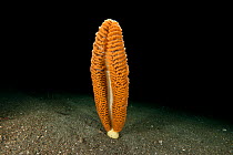 Sea pen (Pteroeides sp) on seabed at night, Komodo NP, Indonesia.