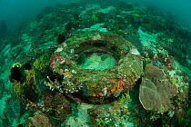 Old rubber tyre turned artificial reef, Komodo NP, Indonesia, August 2009