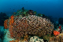 Shoal of schooling Golden sweepers (Parapriacanthus ransonneti) on colourful coral reef, Komodo NP, Indonesia.